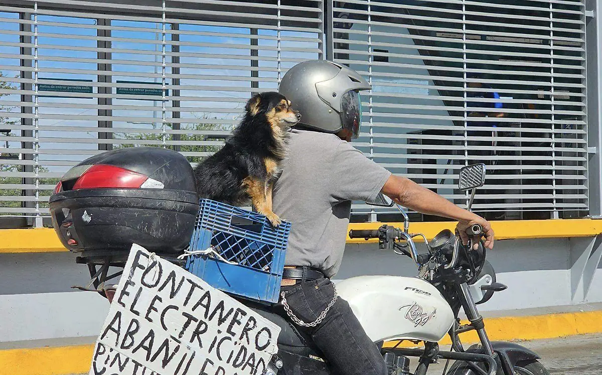 PERRO DUEÑO